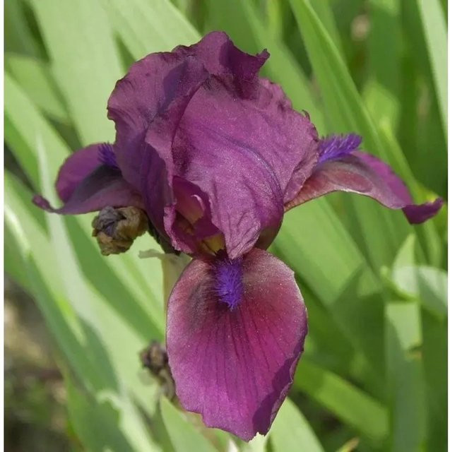 Zwergschwertlilie Atroviolacea Iris barbata nana in Lila von Nr-01.de - Bild 1