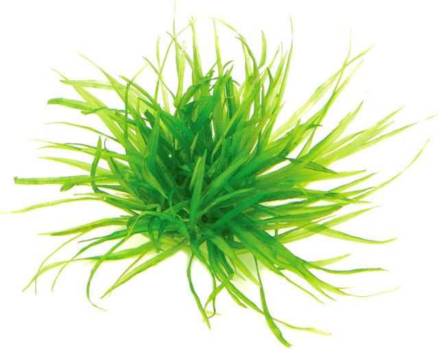 Dennerle Aquariumpflanze Blyxa japonica In-Vitro Grün - Bild 1
