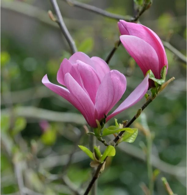 Magnolia Galaxy Zierstrauch in Pink und Rot, Höhe: 125-150 cm - Bild 1