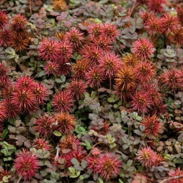6er Set Acaena microphylla Stachelnüsschen Kupferteppich als Bodendecker in 9cm Töpfen von Arborix, Farben: Kupfer, Braun, Rot und Mehrfarbig - Bild 1