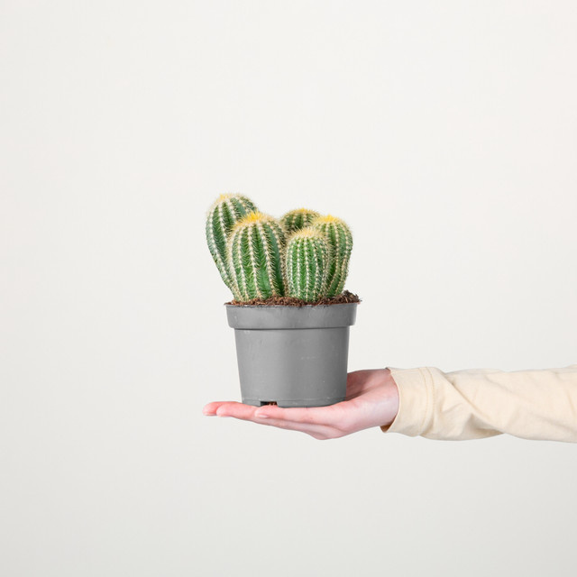 Eriocactus Kugelkaktus Warasii von BLUME2000, pflegeleichte Sukkulente in Grün, Gold und Gelb - Bild 1