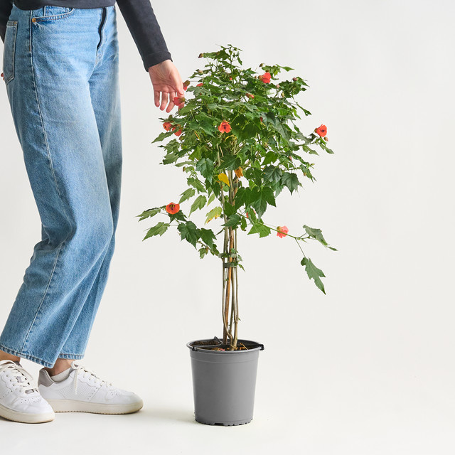 Orangene Schönmalve Abutilon megapotanicum als Stämmchen von BLUME2000 - Bild 1