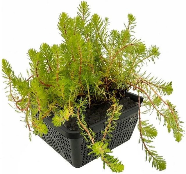 Vdvelde Tausendblatt Myriophyllum brasiliensis Sauerstoffpflanze für den Teich, 9 Stück, grün - Bild 1