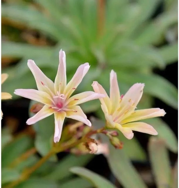 Lewisia longipetala Little Peach Bitterwurz in Pink als mehrjährige Staude für Steingärten und Staudengärten - Bild 1