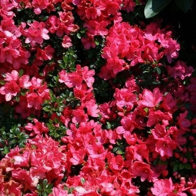 Japanische Azalee Anne Frank Rhododendron obtusum Zwerg Alpenrose in Pink, Topfpflanze 15-20 cm - Bild 1