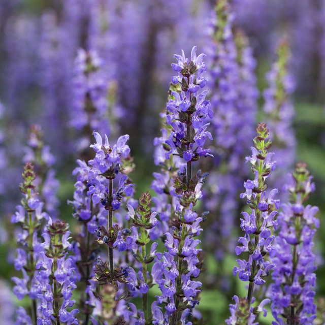 BLUME2000 Blauer Steppensalbei Salvia nemorosa, 3 Stück - Bild 1