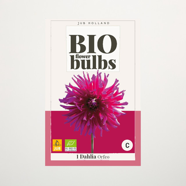 BIO Dahlie Orfeo Knolle von BLUME2000 - Bild 1