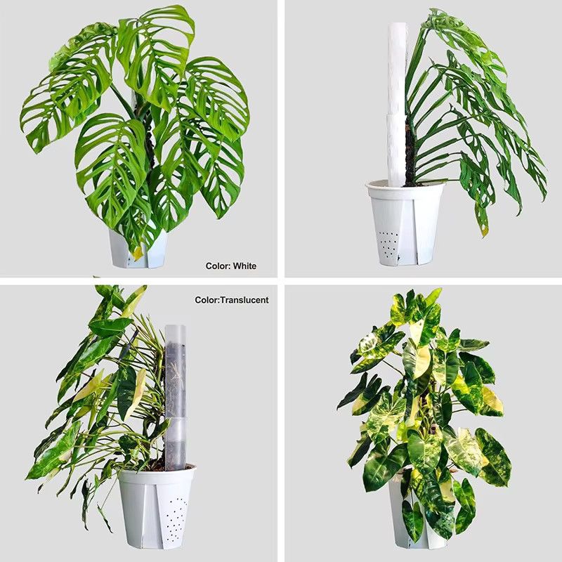Guardian Tutors Moosstange Set mit 4 Stilen als Pflanzenständer für Indoor Kletterpflanzen und Gartenstützzubehör - Bild 4