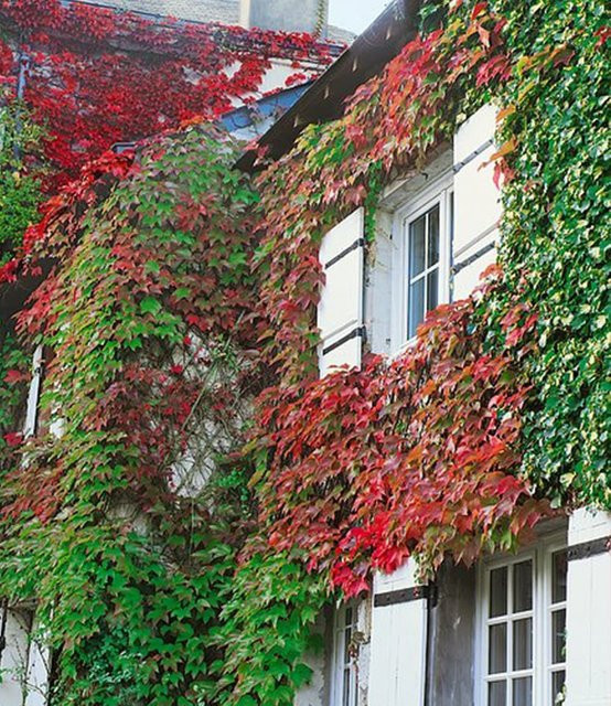Wilder Wein Veitchii - Bild 1