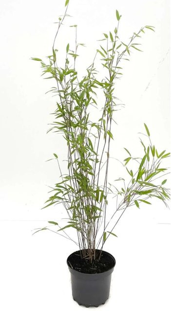 Fargesia Nitida Black Pearl Bambus als Heckenpflanze im 3 Liter Topf, Höhe: 60 - 80 cm - Bild 1