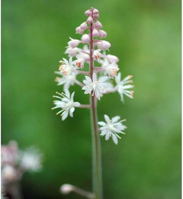 Pink Skyrocket Zipfelblättrige Garten Schaumblüte Tiarella aciniata in Pink - Bild 1