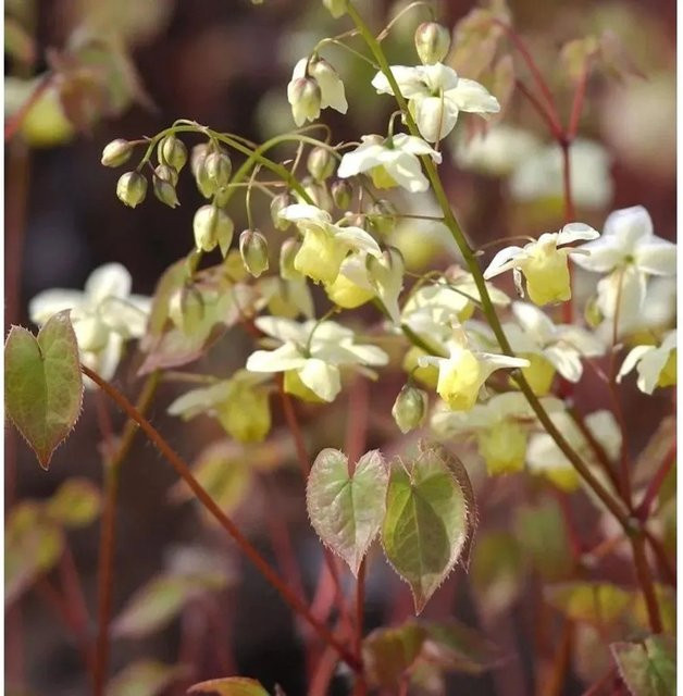 Epimedium versicolor Schwefelfarbene Elfenblume gelbe Blüte als pfarrbare Bodendecker-Pflanze von Die Nr-01.de - Bild 1