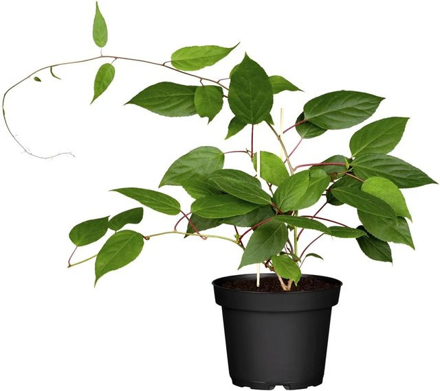 GROW by OBI Bio Kiwi Prince Jumbo männliche Kletterpflanze, grün/weiß, Höhe: 35 cm, Topf: 3 cm - Bild 1