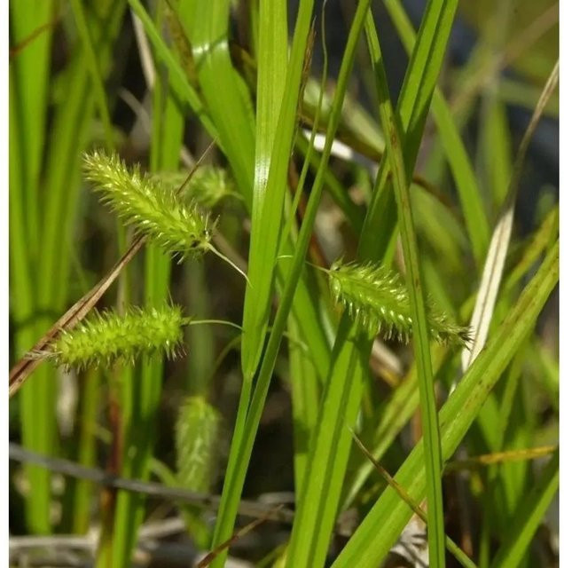 Scheinzypergras Carex pseudocyperus als mehrjährige grüne Pflanze für den Außenbereich im Topf - Bild 1