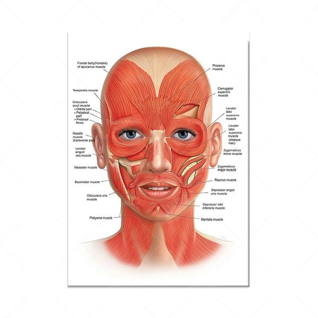 Redamancy Gallery Anatomie Leinwandgemälde mit Skelett, Muskeln und Gefäßen als medizinisches Wandbild, Breite: 50 cm, Höhe: 70 cm - Bild 1