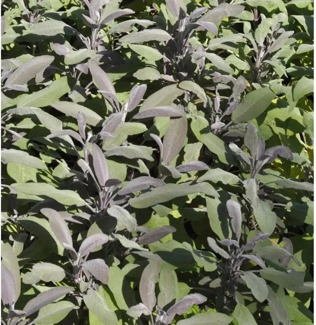Echter Salbei Purpurascens Salvia officinalis als Gewürz- und Duftpflanze von Nr-01.de - Bild 1