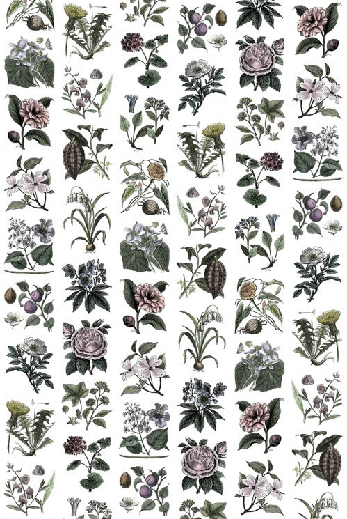 Rebel Walls Wandtattoo Fruit & Flora in Vintage-Optik, Grau, Lila und Multicolour - Bild 1