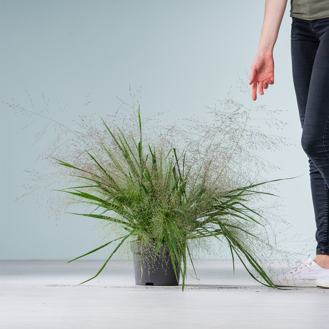 Purpur-Liebesgras Eragrostis spectabilis von BLUME2000 - Bild 1
