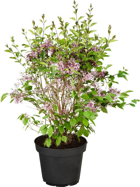 GROW by OBI Zwergflieder Flowerfesta Pink Syringa mey in 3,5l Topf - Bild 1
