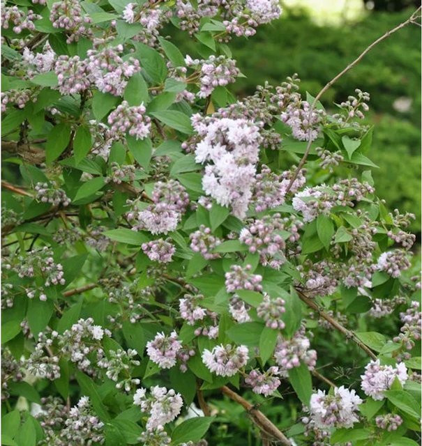 Deutzia Maiblumenstrauch Raspberry Sundae in Pink, Höhe: 40-60 cm - Bild 1