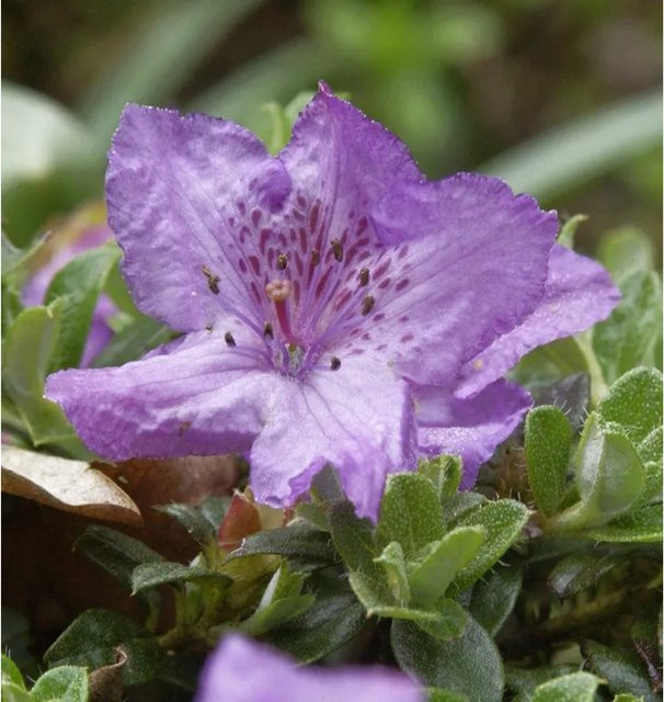 Zwerg Alpenrose Rhododendron keleticum als Strauch für deinen Garten, Höhe: 25-30 cm - Bild 1
