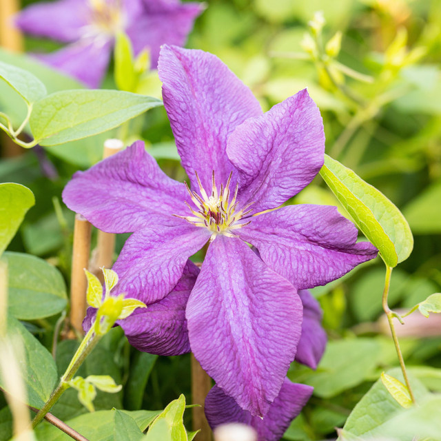 Clematis Polish Spirit Kletterpflanze von BLUME2000 mit Blüte von Juni bis September - Bild 1
