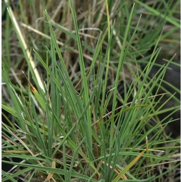 Koeleria glauca Schillergras in grünem Topf als Bodendecker für Steingärten - Bild 1