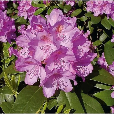 INKARHO Rhododendron Catawbiense Grandiflorum Alpenrose, pink, Höhe: 55 cm