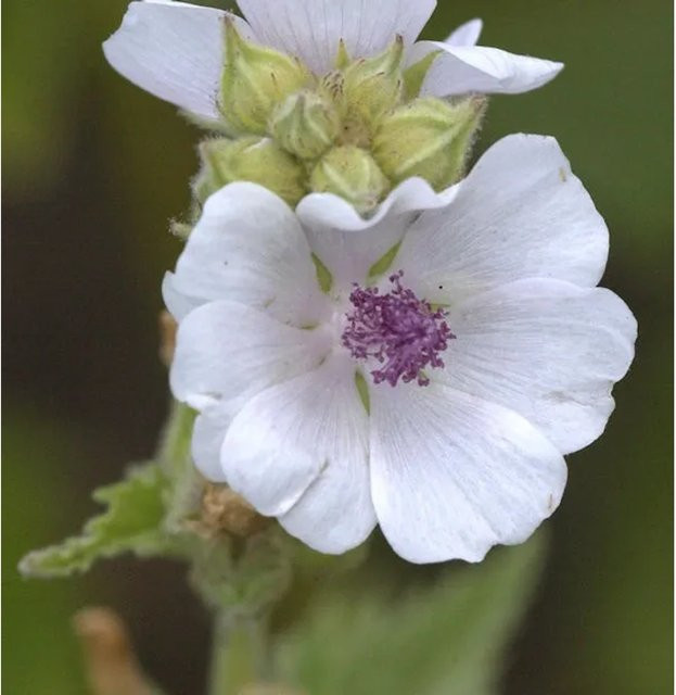 Echter Eibisch Althaea officinalis Strauch von Die Nr-01.de - Bild 1