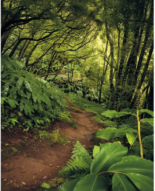 Komar Fototapete Vlies The Path B: 200 cm, H: 250 cm - Bild 1