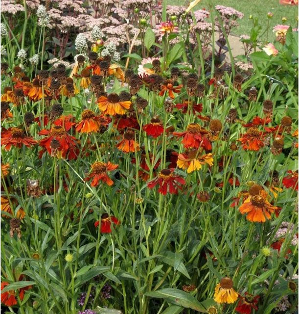 Helenium cultorum Sonnenbraut Mardi Gras Beetpflanze in Orange - Bild 1