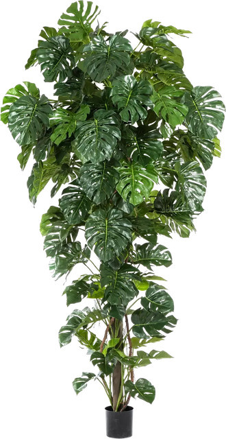 Künstliche Monstera Chris von Aplanta, grüne Zimmerpflanze, Höhe: 280 cm - Bild 1