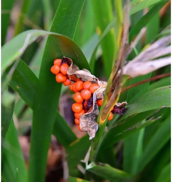 Koralleniris Iris foetidissima als Gartenstaude für Steingärten und Staudengärten von Nr-01.de - Bild 1