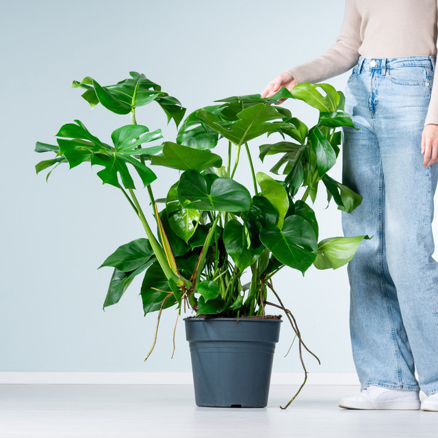 Monstera Deliciosa XL Zimmerpflanze von BLUME2000 in Grün, Höhe: 120 cm - Bild 1