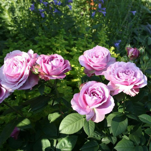 Rosen Tantau Zwergrose Lavender Ice in Rosa und Lila als Zierstrauch für den Garten und Außenbereich - Bild 1