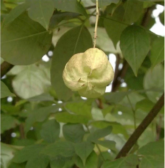 Kolchische Pimpernuss Staphylea colchica Strauch in Grün und Weiß, Höhe: 125-150 cm - Bild 1