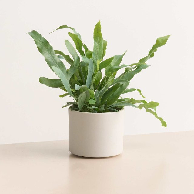 Minimalistischer Keramik Übertopf von BLUME2000 in Weiß, Höhe: 12 cm, Breite: 10 cm, Tiefe: 10 cm - Bild 1
