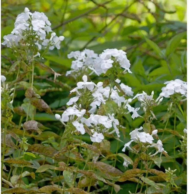 Hohe Flammenblume David Phlox Paniculata als Beetpflanze und Schnittblume von Nr-01.de - Bild 1
