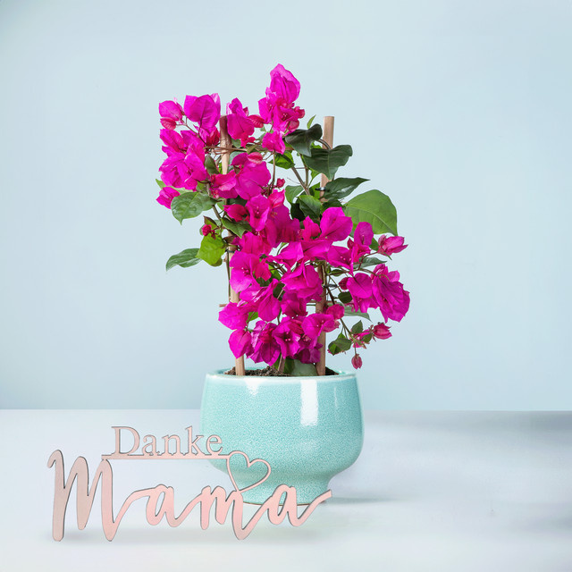 Blume2000 Bougainvillea Kletterstrauch als Topfpflanze in Pink, Weiß und Türkis - Bild 1