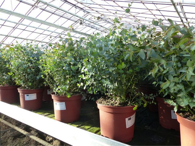 Winterharte Eucalyptus Gunni Gunnii Busch Eukalyptusbaum von Grünwaren, Höhe: 40 - 60 cm - Bild 1