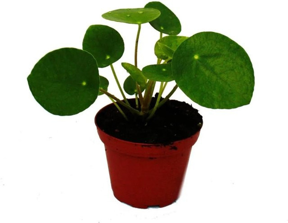 Exotenherz Pilea Peperomioides Glückstaler Chinesischer Geldbaum in grünem Topf (5,5 cm)