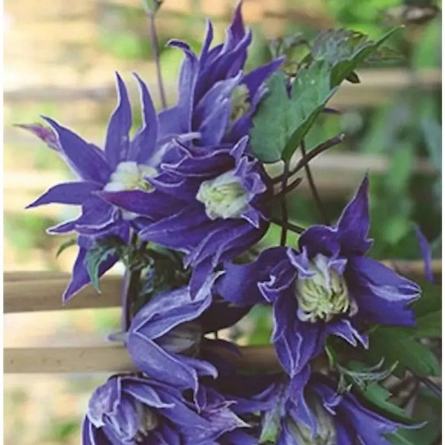 Clematis macropetala Frühe Alpen Waldrebe von Nr-01.de - Bild 1