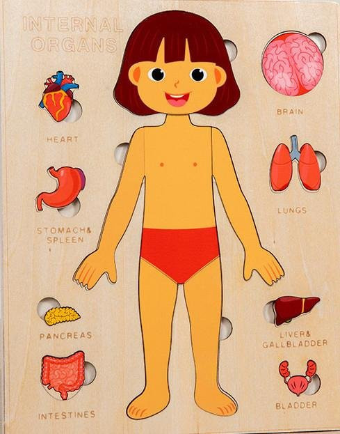 Kidsly Anatomie-Puzzle, Holz, ab 0 Jahre - Bild 1
