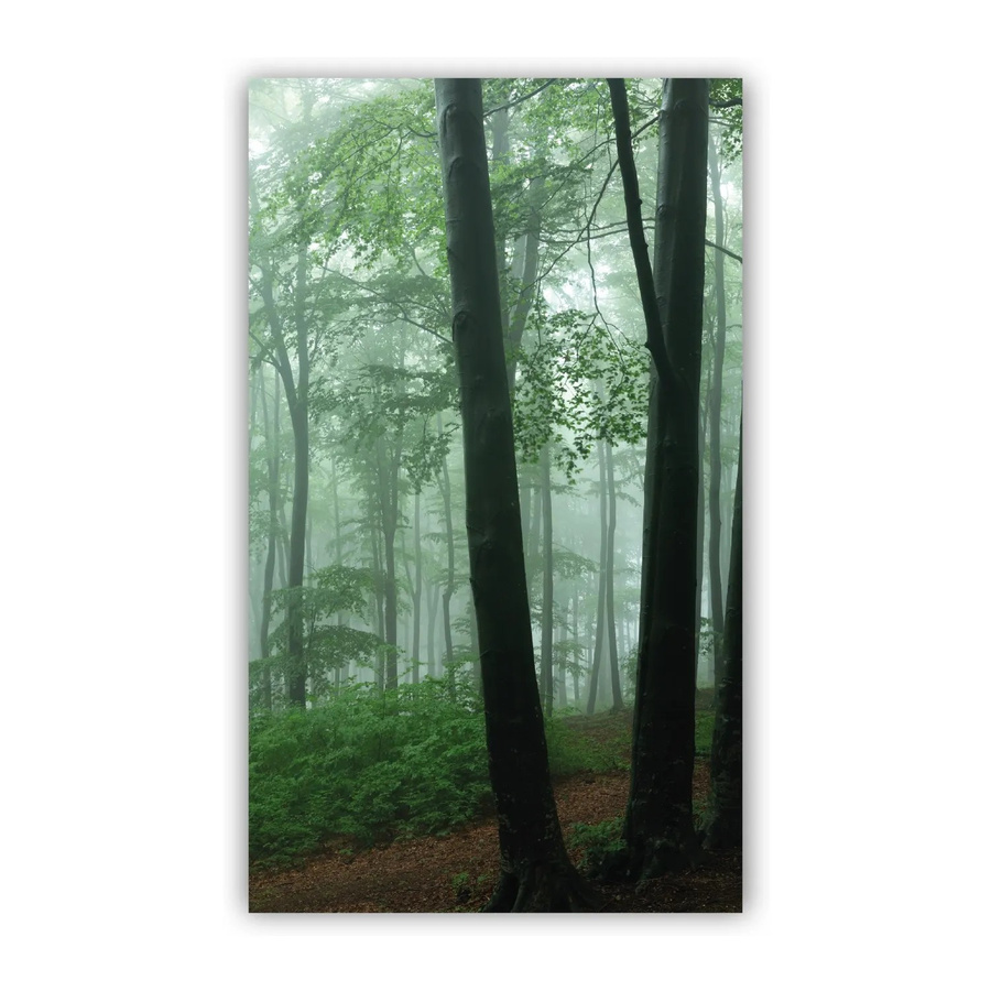 Walllux Duschrückwand Nebel im Wald aus Alu-Verbund, Breite: 150 cm, Höhe: 255 cm, Stärke: 3 mm - Bild 2