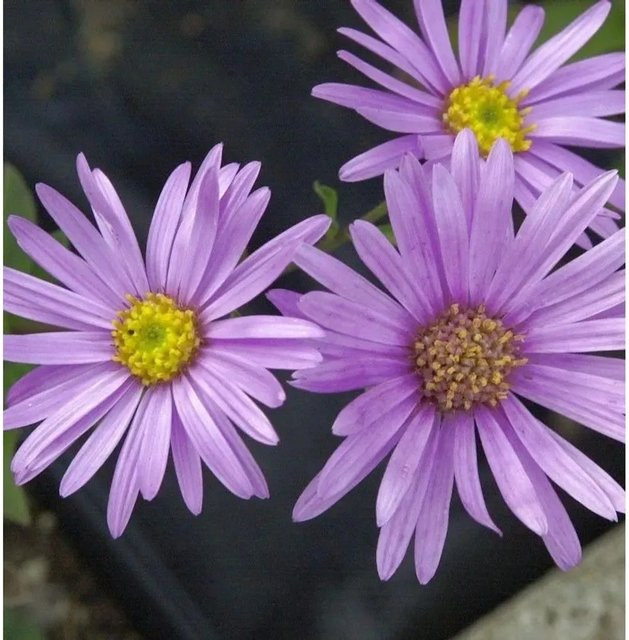 Sommeraster Brilliant Aster amellus in Lila als mehrjährige Pflanze für Naturgarten und Steingarten - Bild 1