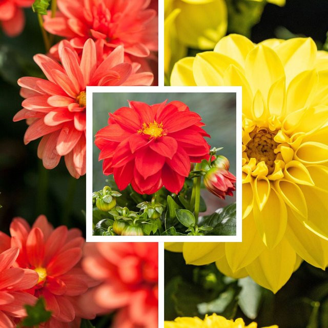 6 Dahlien Pflanzen Blütenfeuer bunt für deinen Balkon von Mein schöner Garten Shop - Bild 1