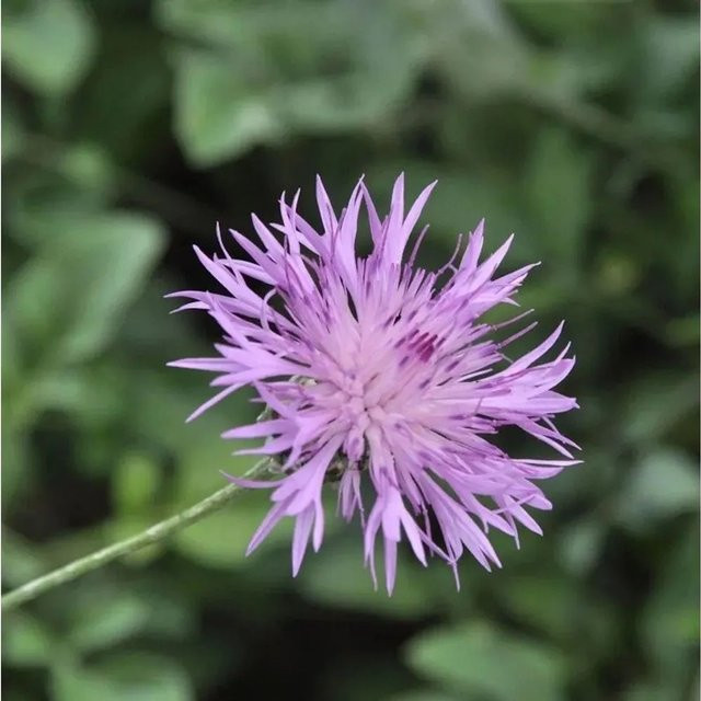 Nr-01.de Centaurea simplicicaulis Kissen-Flockenblume als Bodendecker in Pink und Purple - Bild 1