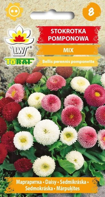 TORAF Pompom Daisy Blumensamen Mix für Haus und Garten, Mehrfarbig, 0,2 g - Bild 1
