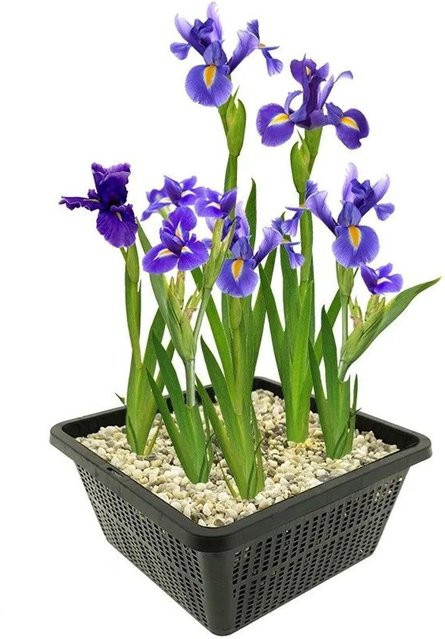 Vdvelde Blaue Sumpf-Schwertlilie Iris für den Teich, 9 Stück - Bild 1