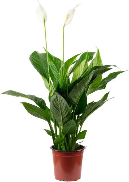 Value Greens Spathiphyllum Einblatt mit 3-5 Blüten, grün und weiß, Höhe: 45 cm, Topf-Durchmesser: 13 cm - Bild 1